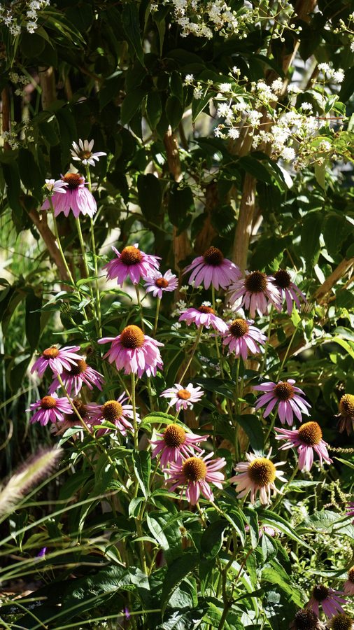 Street · 1-_DSC7572